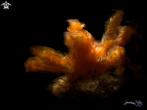 A Hairy orangutan shrimp