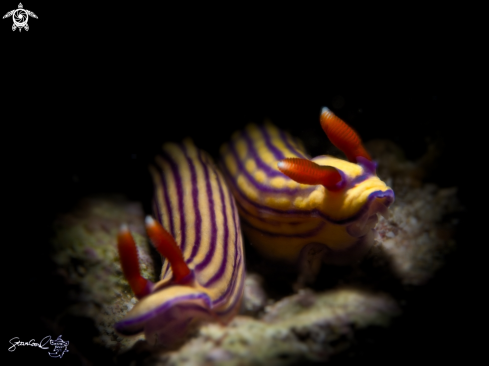 A Nudi branch 