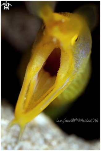 A Yellow Ribbon Eel