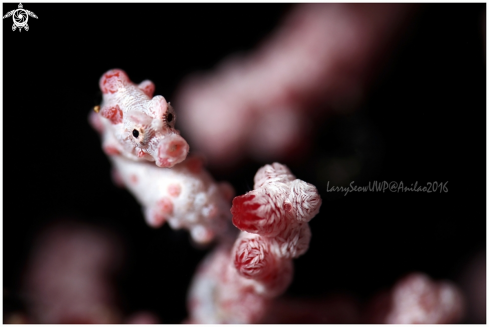 A Pink Barbiganthi Seahorse