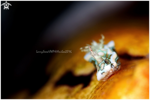 A Psychedelic Batwing SLug