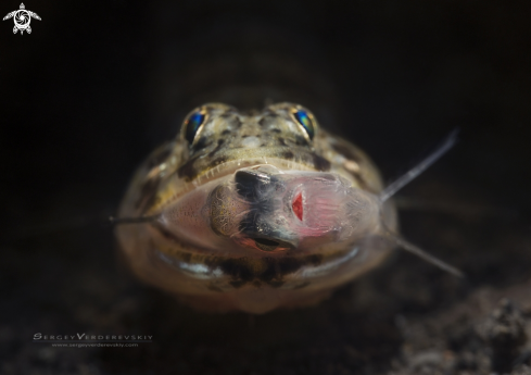 A Sandperch, Parapercis sp | Sandperch, Parapercis sp