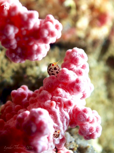 A Ladybug Amphipods