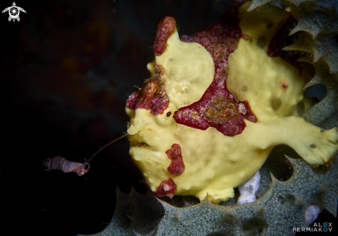 A Frogfish