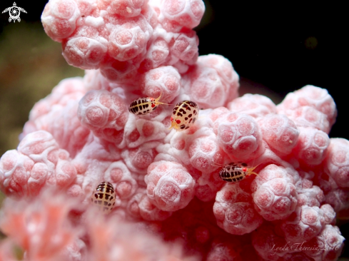 A Cyproidea sp. | Ladybug Amphipods