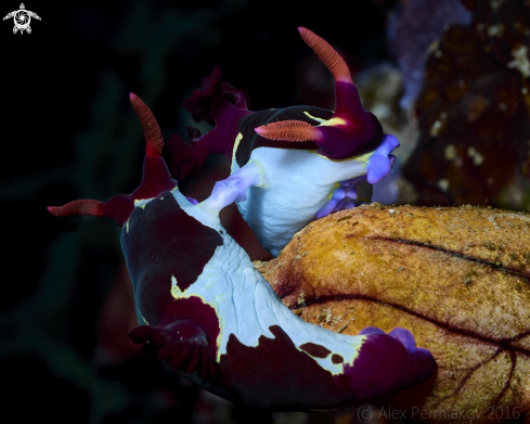 A Nembrotha chamberlaini | Nudibranch