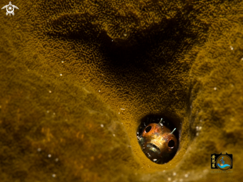 A Blenny