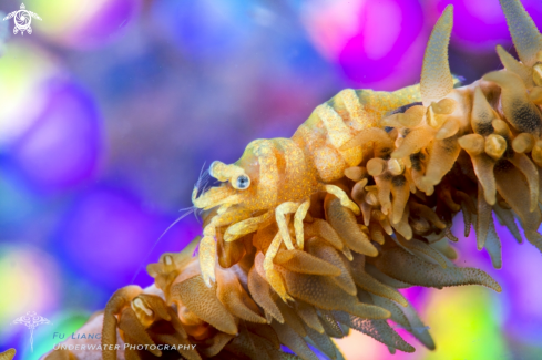 A Whip Coral Shrimp