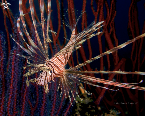 A Pterois volitans | Lionfish