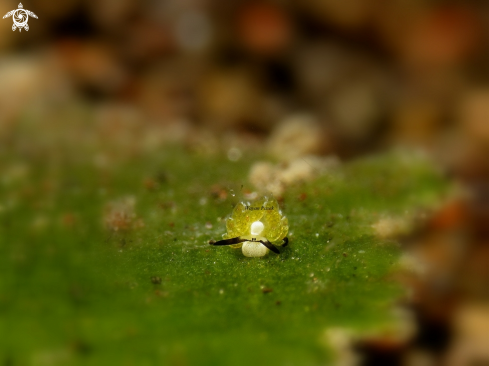 A costasiella sp