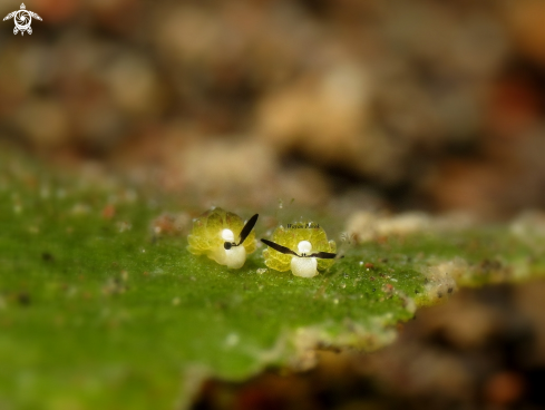 A Costasiella sp