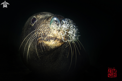 A Sea Lion