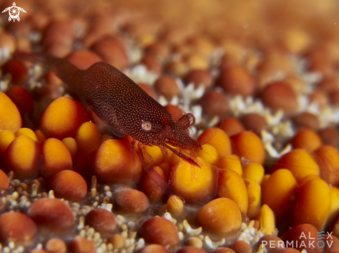 A Starfish shrimp