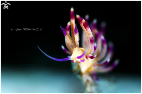 Flabelina Nudi Branch