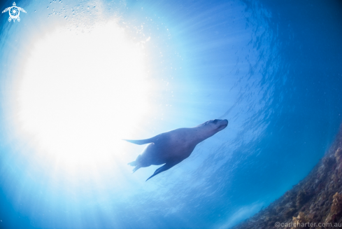 A Neophoca cinerea | Australian Sea-Lion