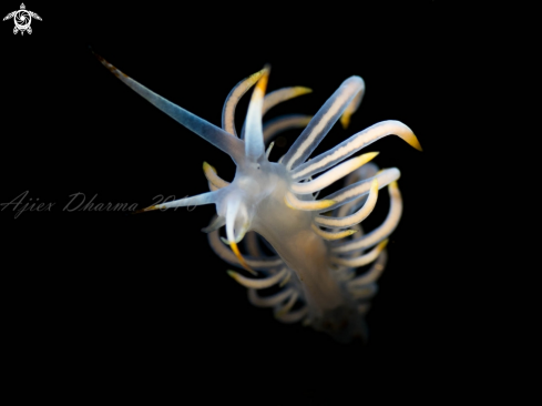 A Nudi