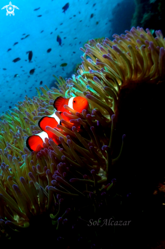 A anemonefish