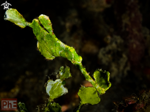 A Halimeda ghostpipefish