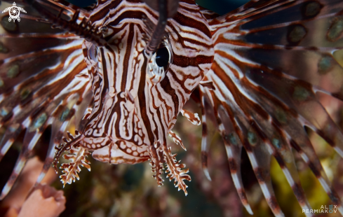 A Lionfish