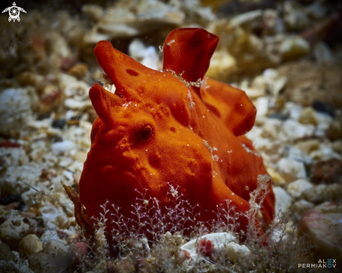 A Frogfish