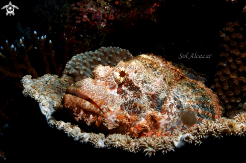 A scorpionfish