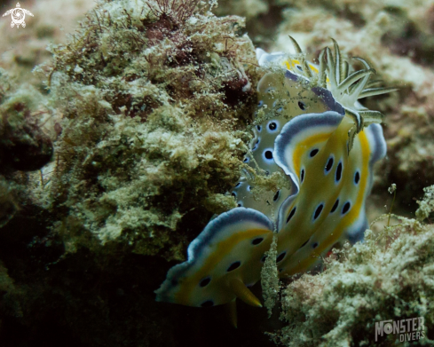 A Gem sea slug 