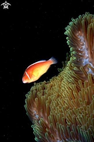 A pink anemonefish