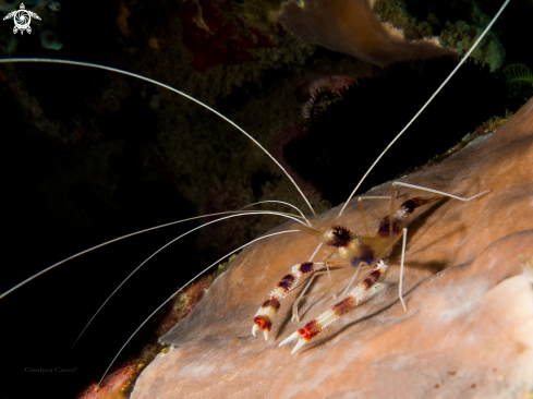 A Stenopus hispidus | Banded coral shrimp