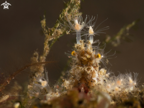 A Decorator crab