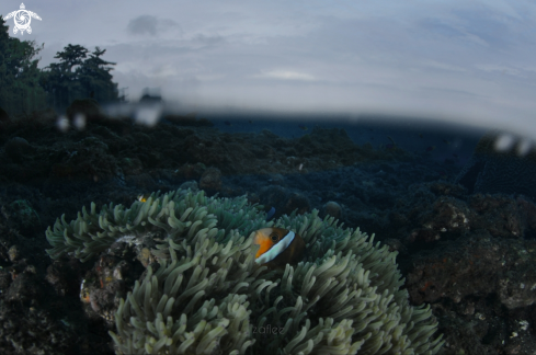 A Anemone fish