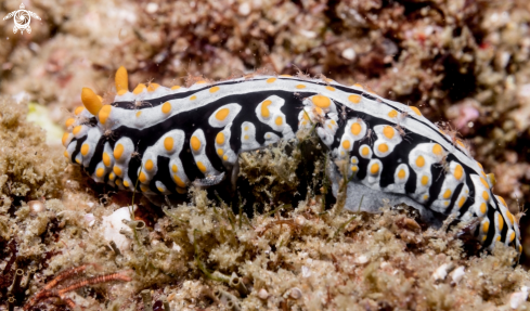 A Nudibranch with larval crabs