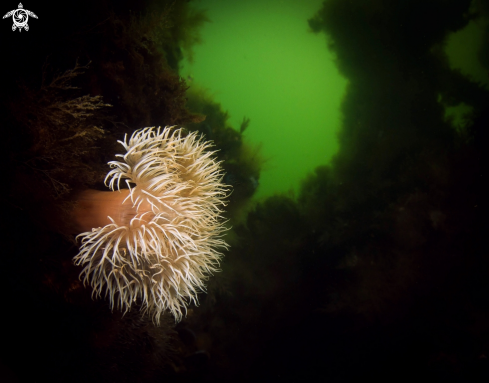 A underwater creature