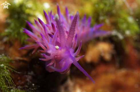 A Flabellina affinis | Flabellina