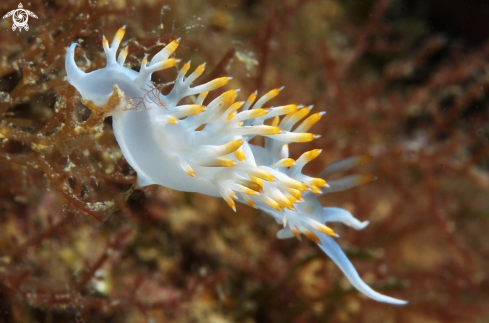 A Flabellina babai | Flabellina babai