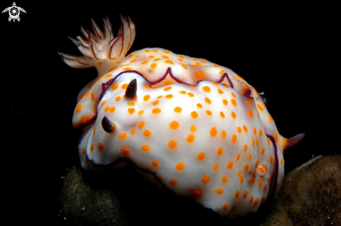 A Nudibranch