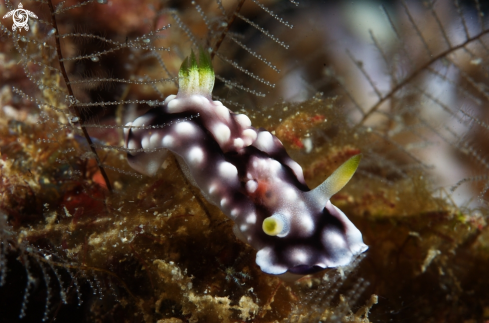 A Phyllidia coelestis