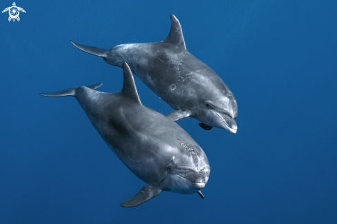 A dolphins
