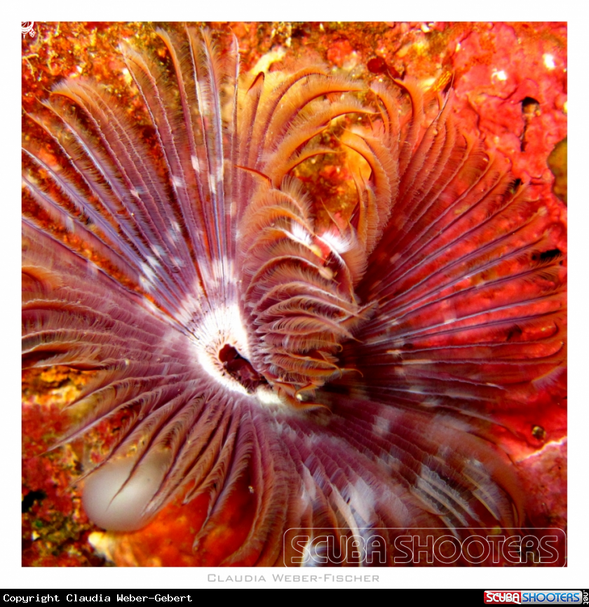 A tube worm