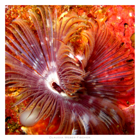 A tube worm