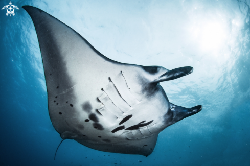 A manta ray