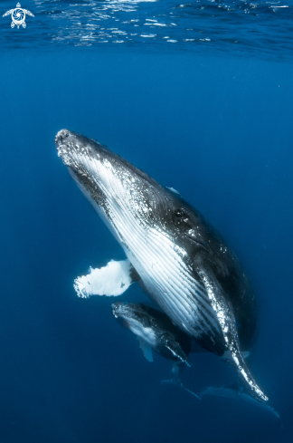 A humpback whales