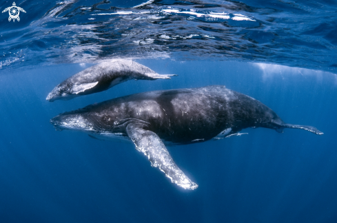 A humpback whales