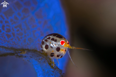 A ladybug amphipod