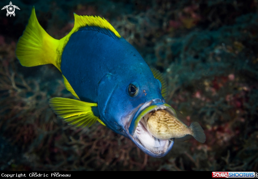 A blue and yellow grouper