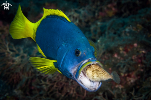 A blue and yellow grouper