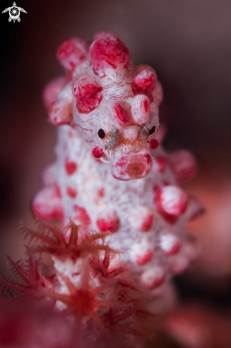 A pigmy seahorse