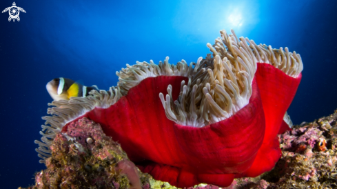 A anemone and clown