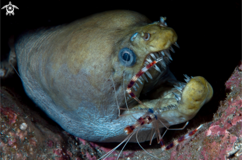 A moray and shrimp