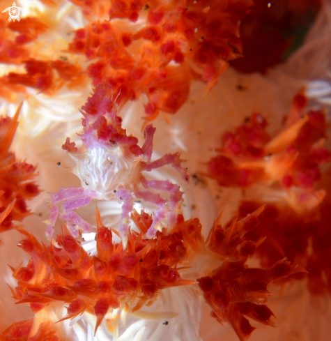 A Pygmy Sea horse