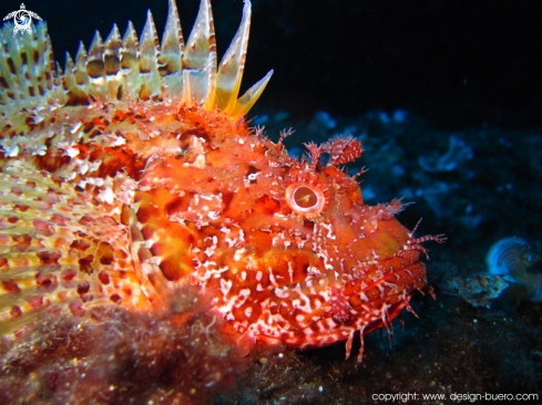 A scorpion fish